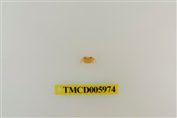 藏品(拉氏清溪蟹)的圖片